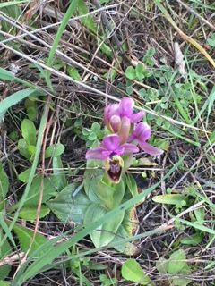Orquídea